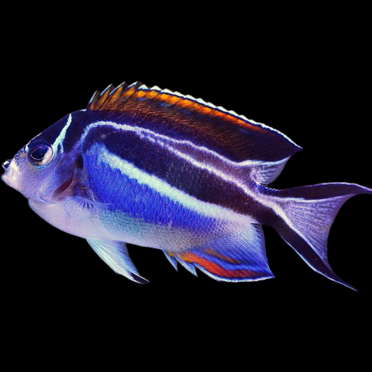 Blue Bellus Angelfish (RARE)