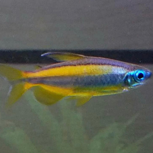 Phenacogrammus Aurantiacus Blue Eye Congo Tetra