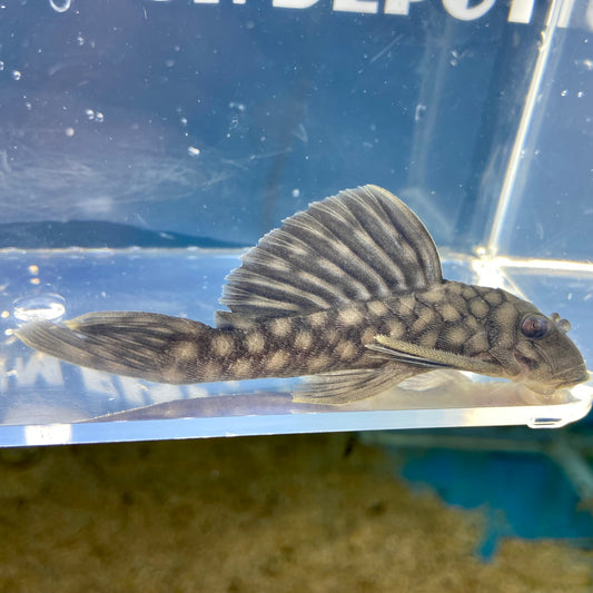 Spectracanthicus Zoanoni Pleco L20 3-3.5"