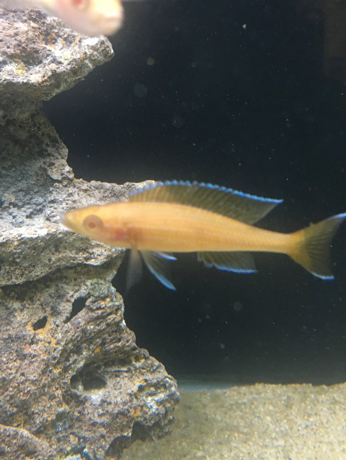 Paracyprichromis Nigripinnis Albino