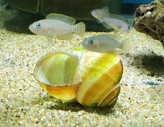 Lamprologus Multifasciatus