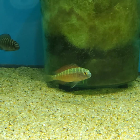 Tropheus Moorii Chimba Red