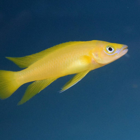 Neolamprologus Leleupi Orange Small