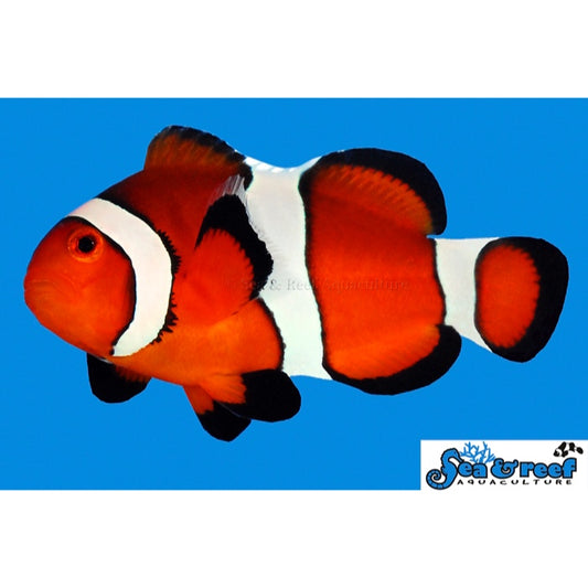 Nano Ocellaris Clownfish