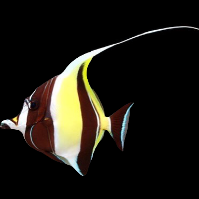 Moorish Idol swimming in an aquarium. One of our saltwater reef fish for sale online at AFD