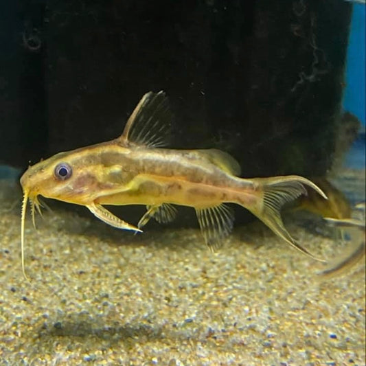 Synodontis Flavitaeniatus