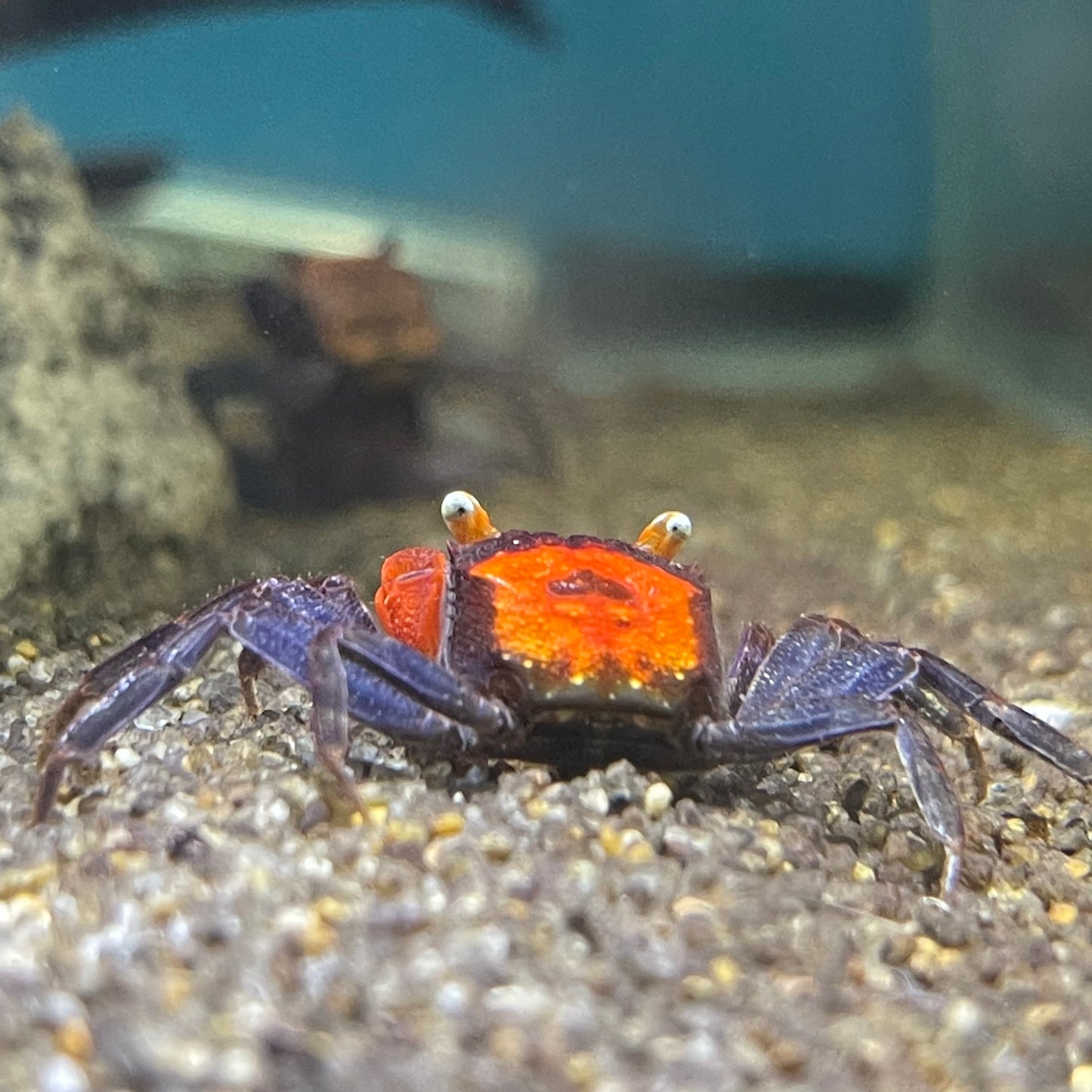 Blood Vampire Crab