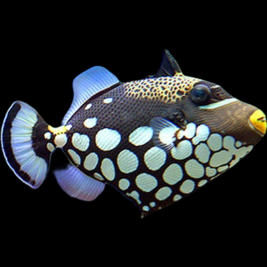 Clown Trigger swimming in an aquarium. One of our saltwater reef fish for sale online at AFD