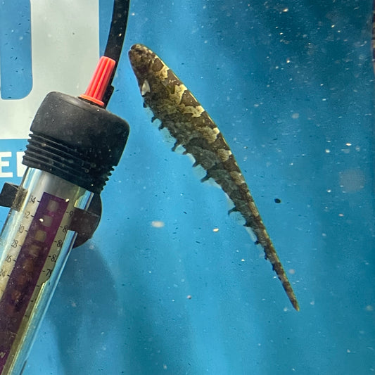 Caterpillar Knife Fish
