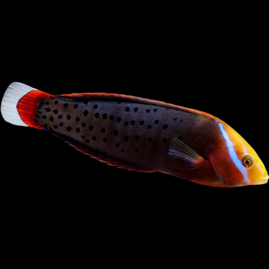 Queen Coris Wrasee swimming in an aquarium. One of our saltwater reef fish for sale online at AFD