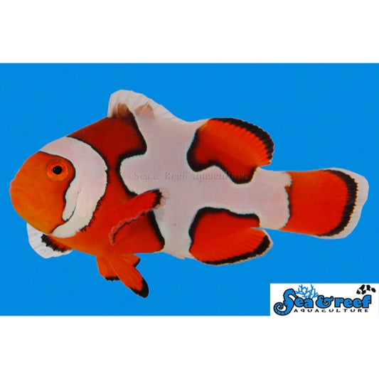 Picasso Clownfish B Grade