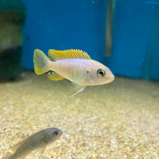 Pseudotropheus zebra Red Top