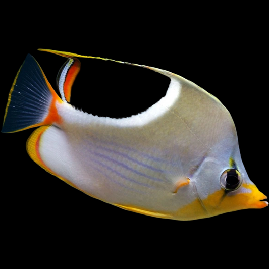 Saddleback Butterflyfish swimming in an aquarium. One of our saltwater reef fish for sale online at AFD