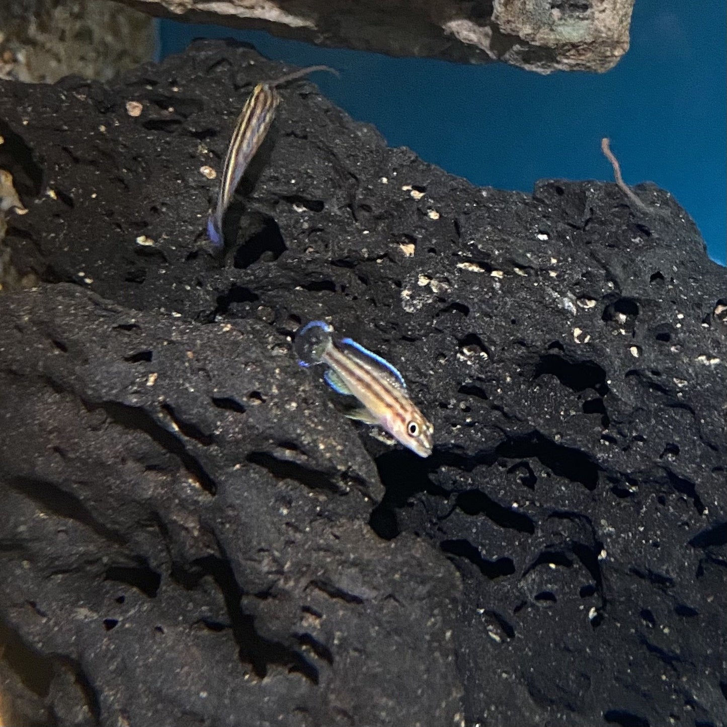 Julidochromis Marksmithi 1"