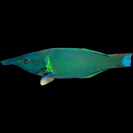 Green Bird Wrasse Male fish swimming in an aquarium available for sale online and in store at AFD