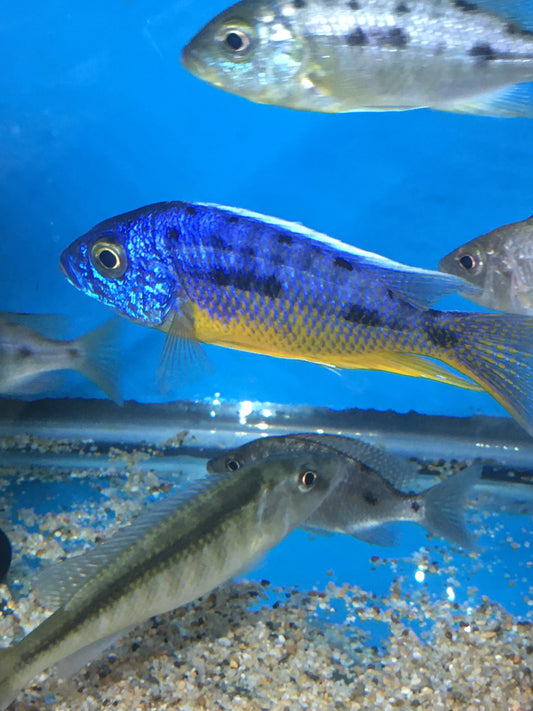 Protomelas Spilonotus Insignus Tanzania  Pair