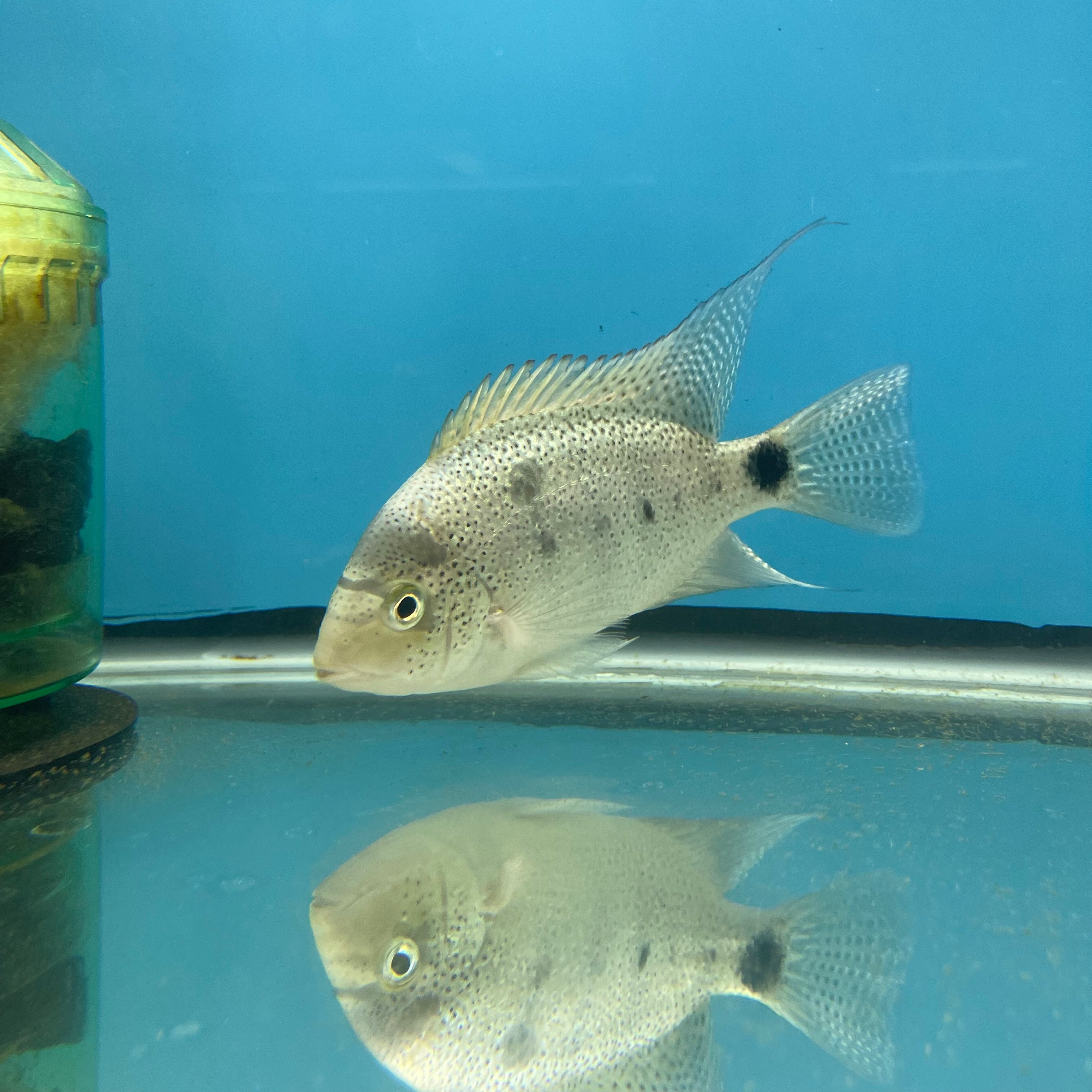 Vieja Argentea - for sale at Aquarium Fish Depot
