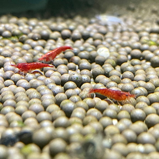 ShrimpRed Sakura