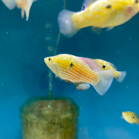 American Flagfish Killifish