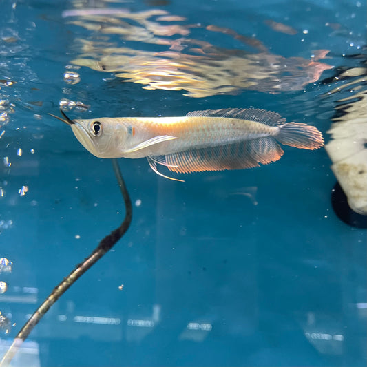 Silver Arowana Osteoglossum bicirrhosum