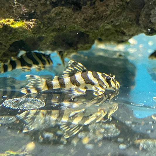 Leopard Frog Pleco L134 Medium