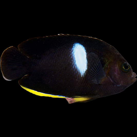 Key Hole Angelfish swimming in an aquarium available for sale online and in store at AFD