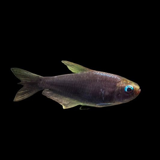 Black Emperor Tetra