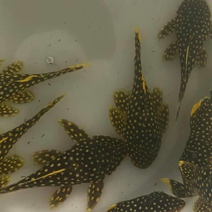 Gold Nugget Pleco L18