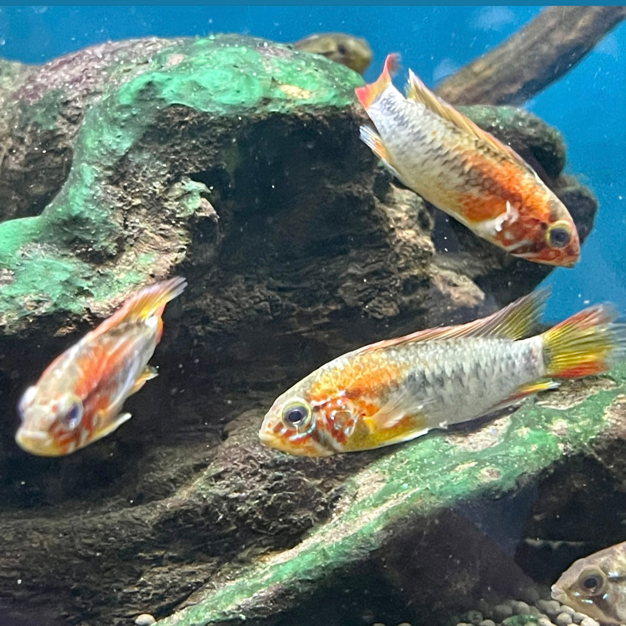 Apistogramma Viejita Red Head - Apistogramma viejita