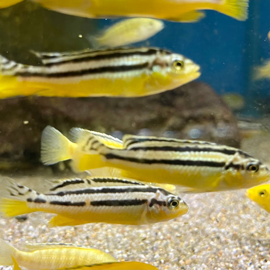 Melanochromis Exasperatus (Labidochromis joanjohnsonae)