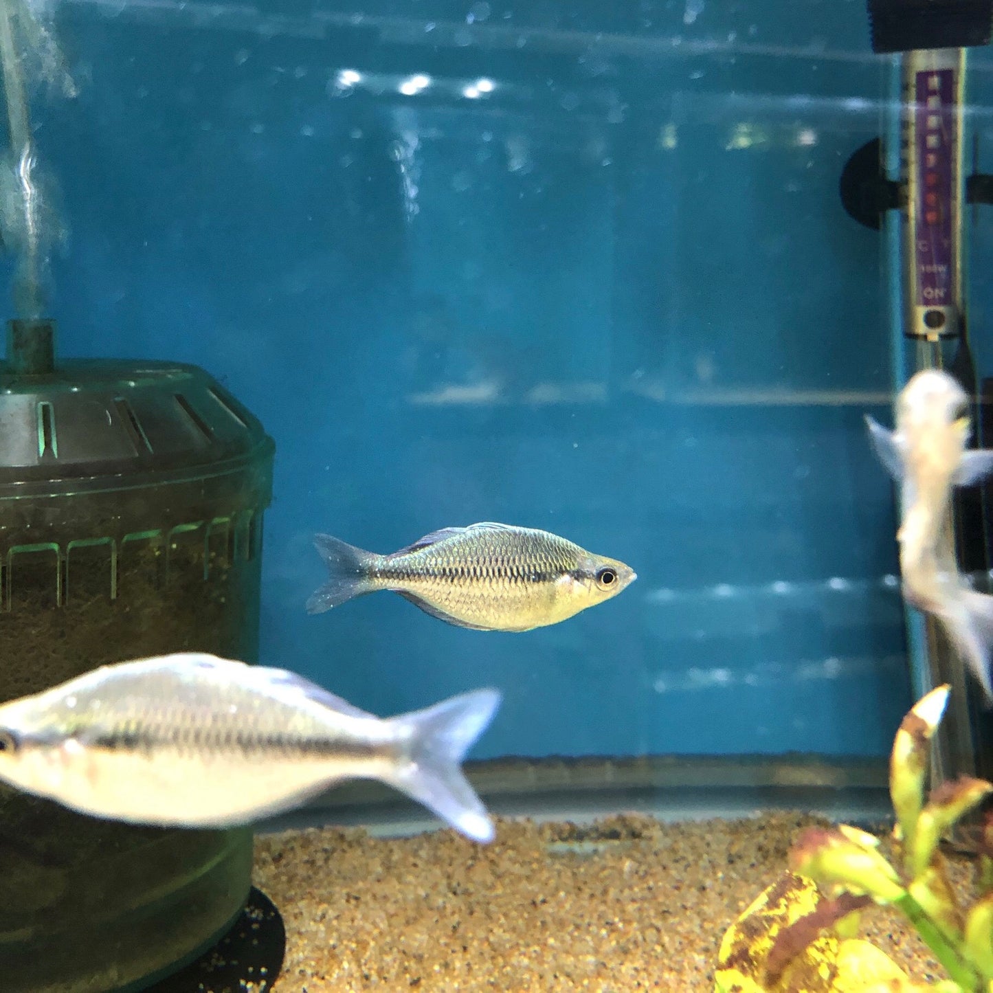Kamaka Blue Rainbowfish