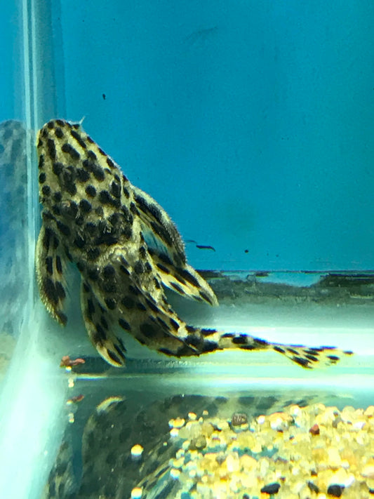 Golden Vampire Pleco L172a Medium