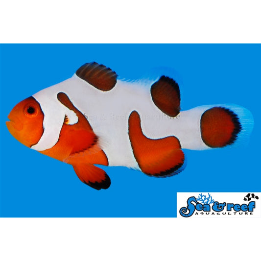 DaVinci Clownfish