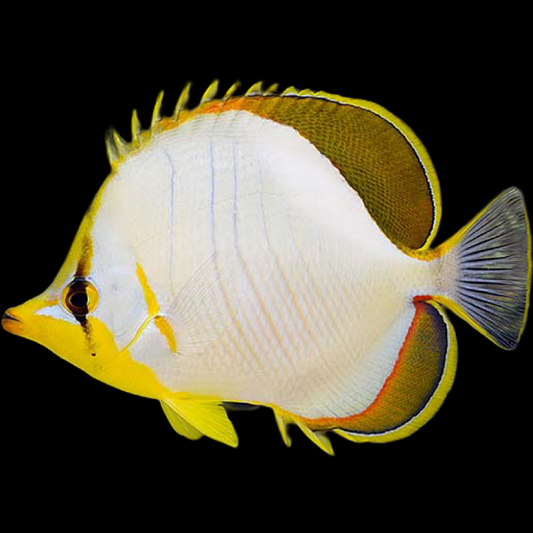 SM/MD Yellowhead Butterflyfish fish swimming in an aquarium available for sale online and in store at AFD