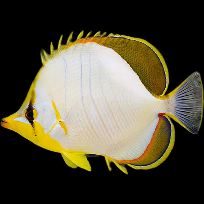 Yellowhead Butterflyfish - available online at Aquarium Fish Depot