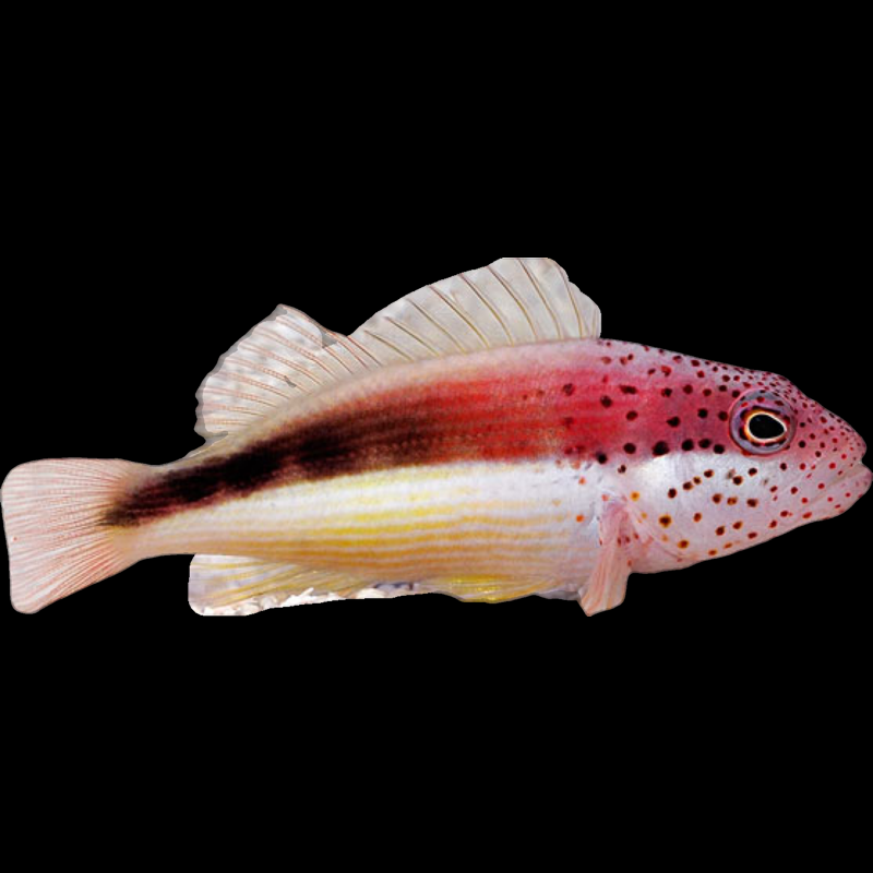 Freckled Hawkfish fish swimming in an aquarium available for sale online and in store at AFD