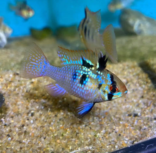 Dark Blue Ram Cichlid