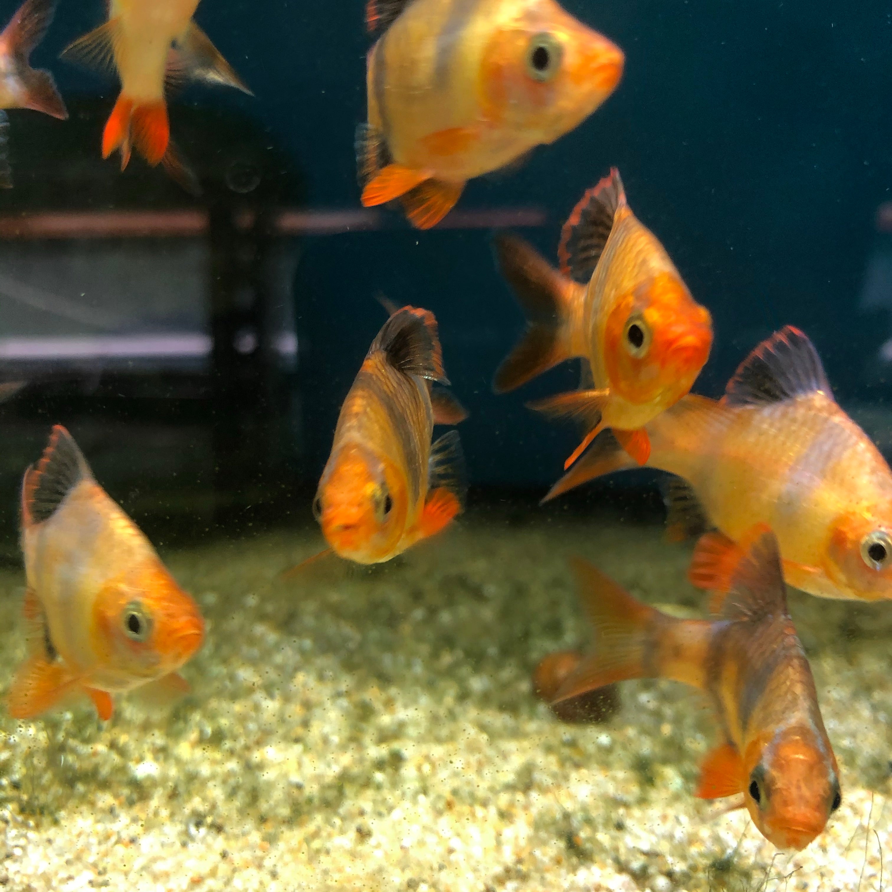 Ghost Tiger Barb - Aquarium Fish Depot