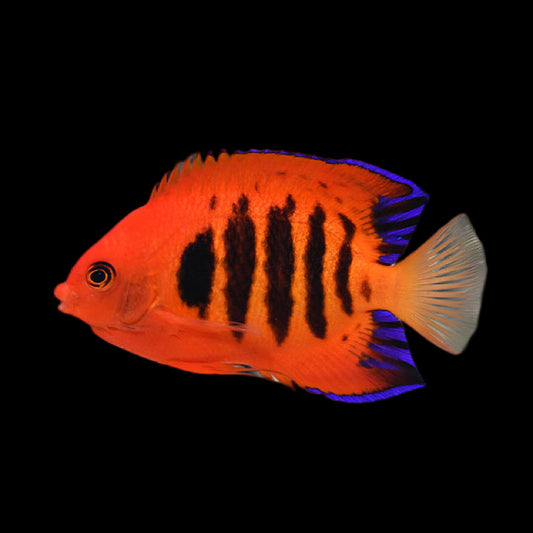 Flame Angel fish swimming in an aquarium available for sale online and in store at AFD