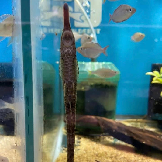 Twig Catfish (Farlowella sp.)