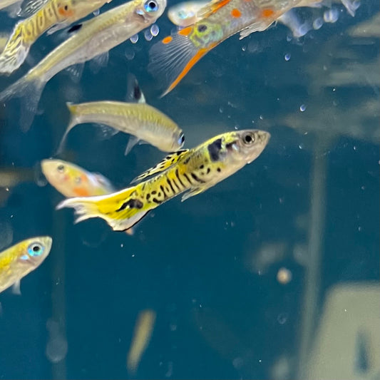 Green Tiger Endlers Livebearer