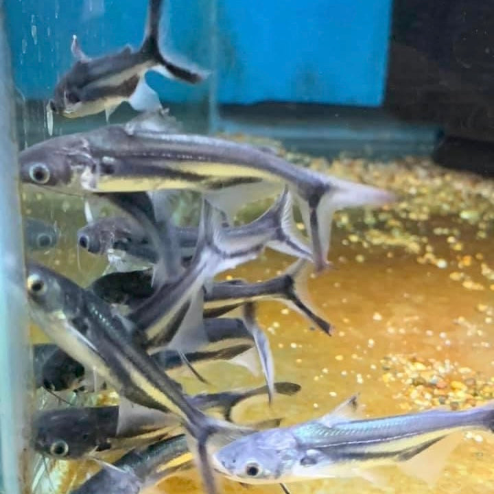 Black Ear Pangasius Catfish