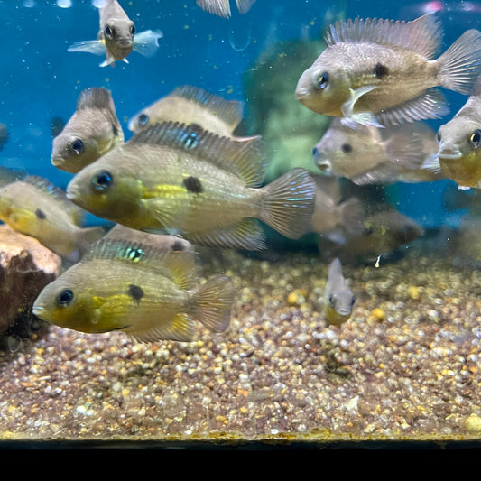 Topaz Cichlid (Cryptoheros Myrnae)