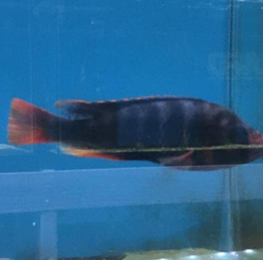 Haplochromis Sp4Male