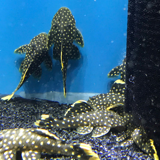 Gold Nugget Pleco L177 3"