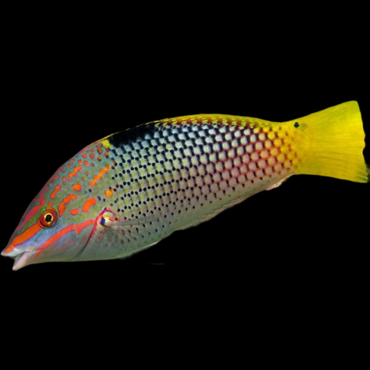 MD Checkerboard Wrasse fish swimming in an aquarium available for sale online and in store at AFD