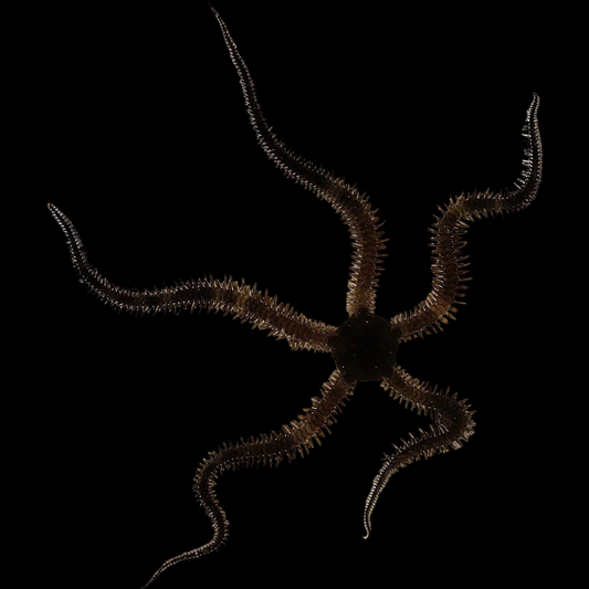Black Brittle Sea Star fish swimming in an aquarium available for sale online and in store at AFD