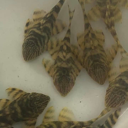 Tiger Pleco L002 3-4"