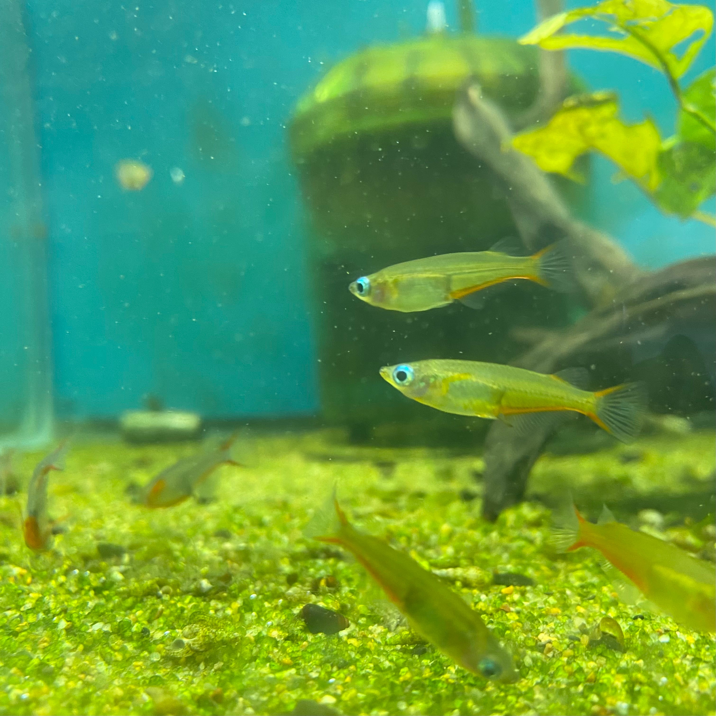 Daisy Blue Ricefish - for sale at Aquarium Fish Depot