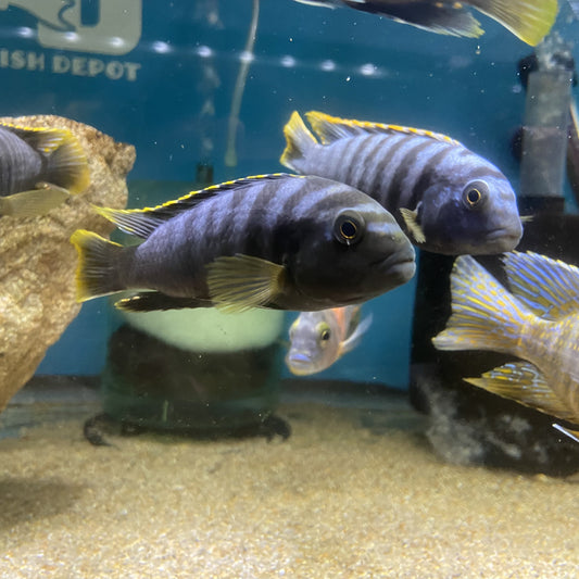 Labidochromis sp Yellow Top Mbamba large